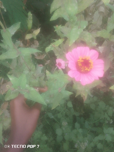 Elegant Zinnia