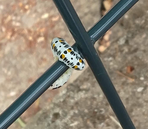 Almond Sawfly