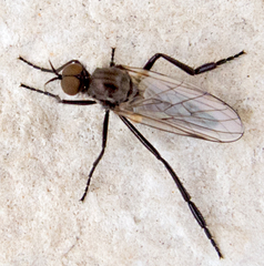 Rhamphomyia