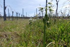 Ornithogalum boucheanum
