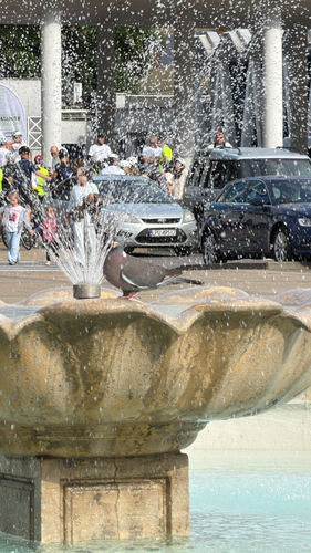 Common Wood-Pigeon