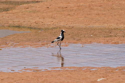 iNaturalist: (c) Nicola, some rights reserved (CC BY-NC), uploaded by Nicola iNaturalist image