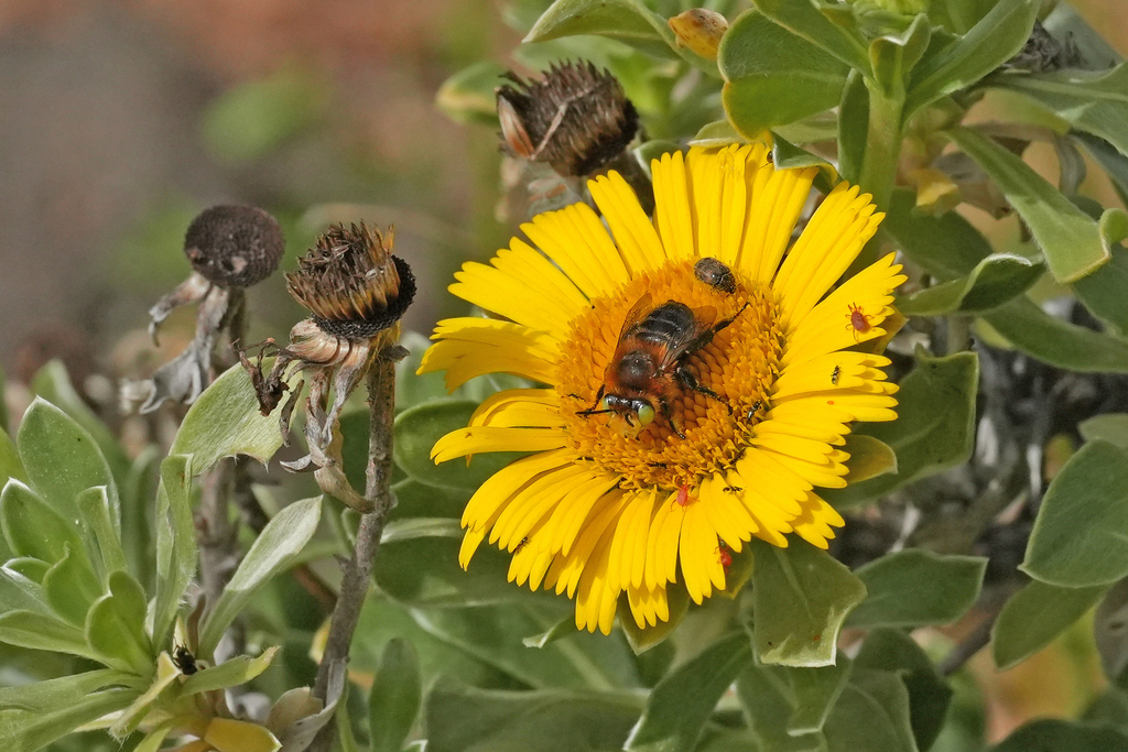 Anthophora lanzarotensis