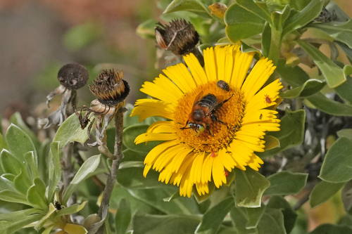 Anthophora lanzarotensis