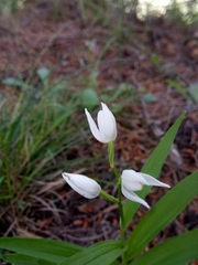 Cephalanthera longifolia image