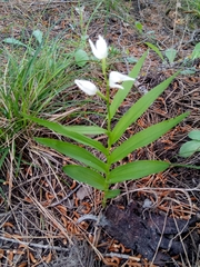 Cephalanthera longifolia image