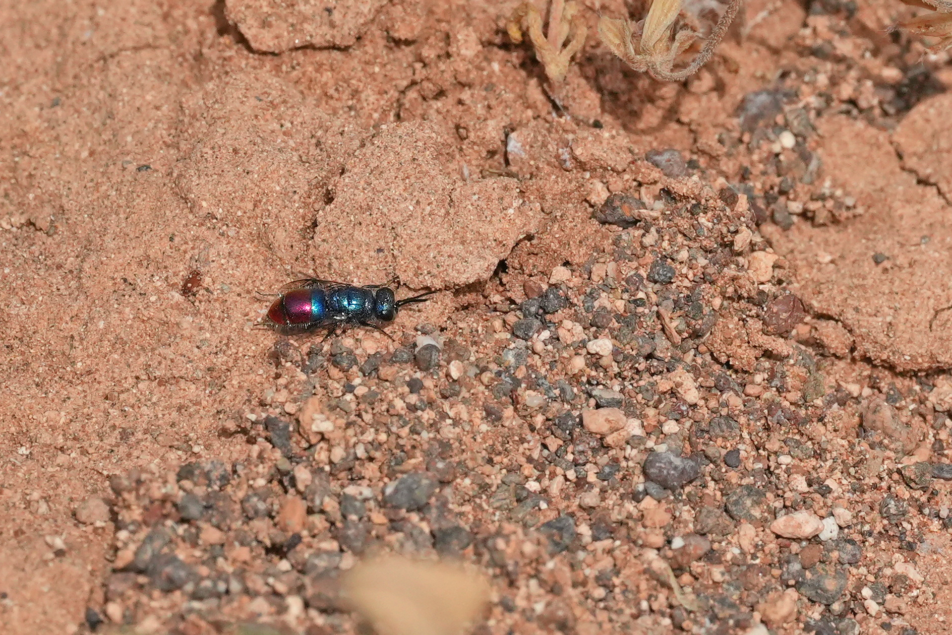 Chrysis rubrocoerulea