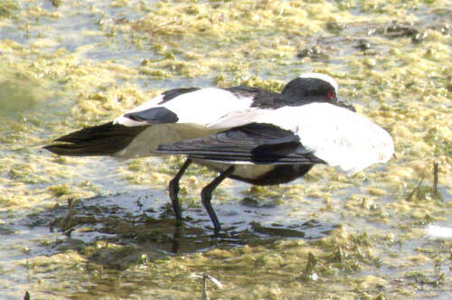 iNaturalist: (c) Nathan Sarrazin, some rights reserved (CC BY-NC), uploaded by Nathan Sarrazin iNaturalist image