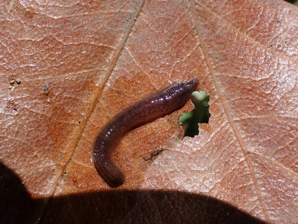 Golden Gate Leech