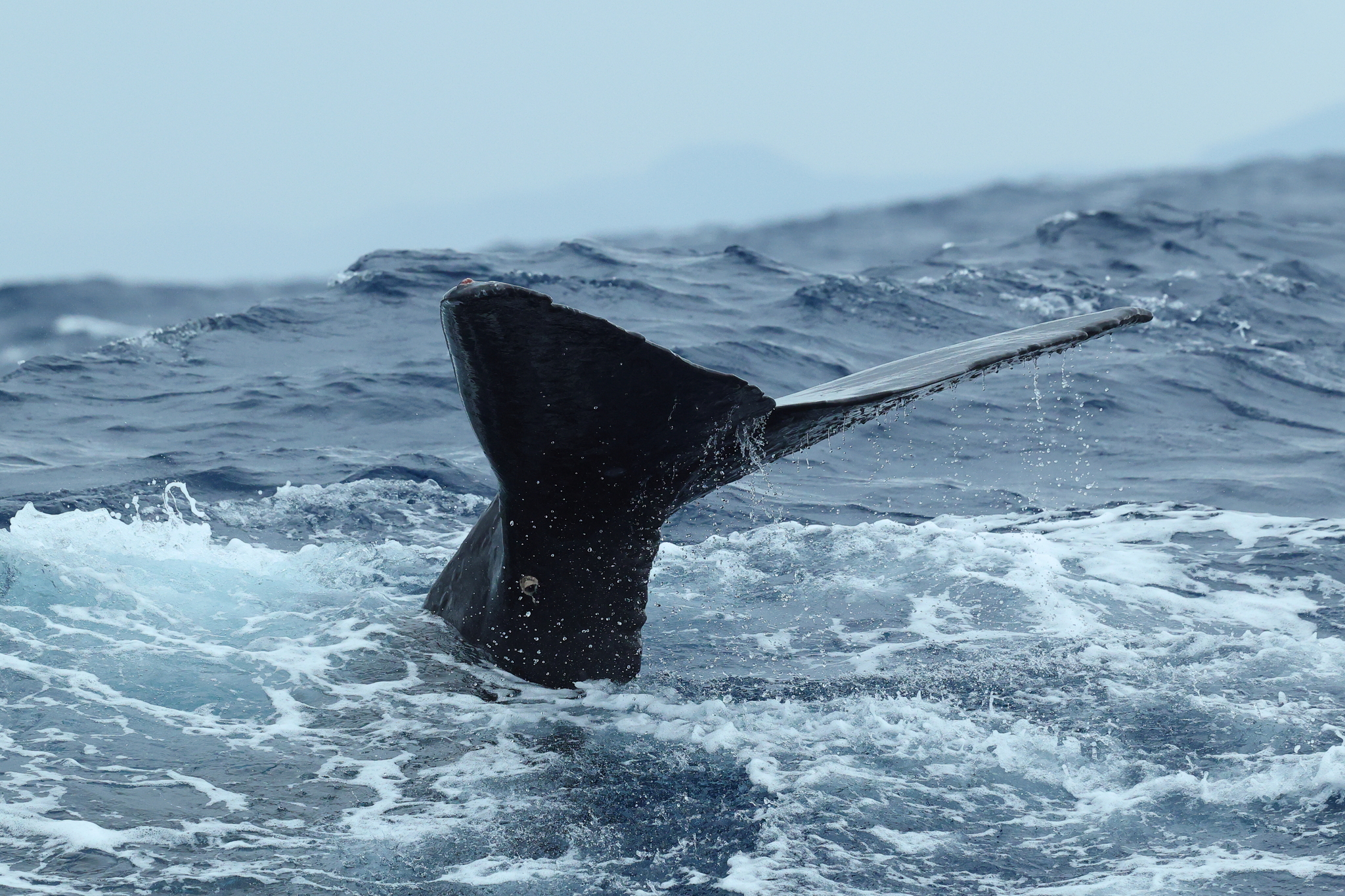 Physeter macrocephalus