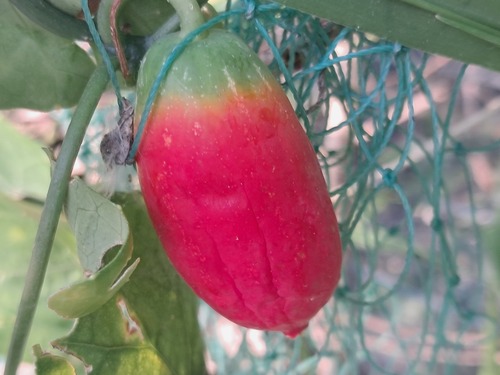 Ivy gourd