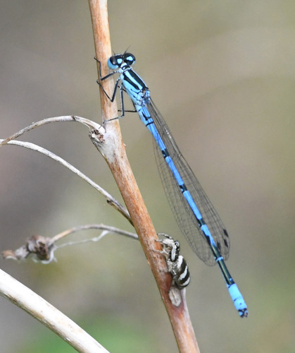 Azure Damselfly