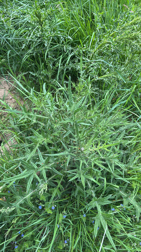 Bull Thistle