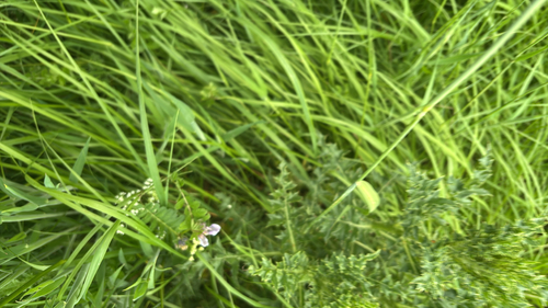 Bush Vetch