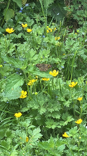 Speckled Wood
