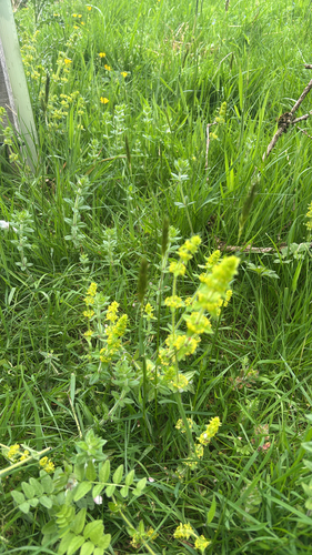 Crosswort