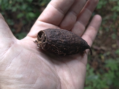 Cariniana estrellensis, photograph 1