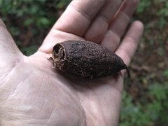 Cariniana estrellensis, photograph (c) Carlos Otávio Gussoni, some rights reserved (CC BY)