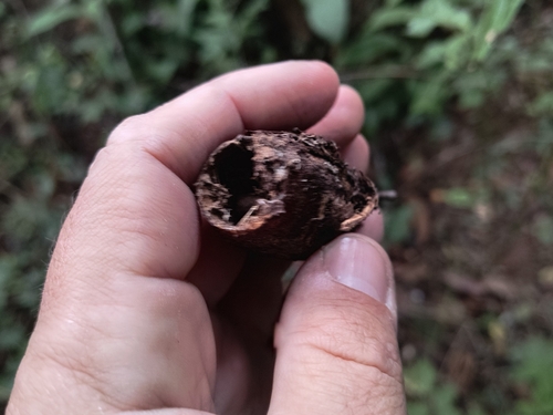 Cariniana estrellensis, photograph 2