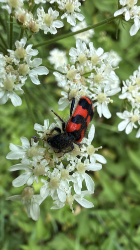 Bee-eating Beetle