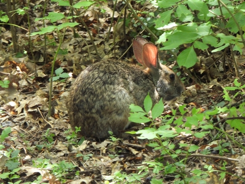 Swamp Rabbit observed by narwahl