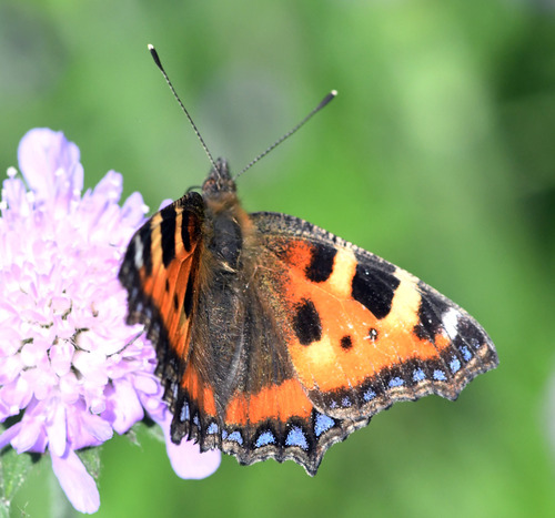 Small Tortoiseshell