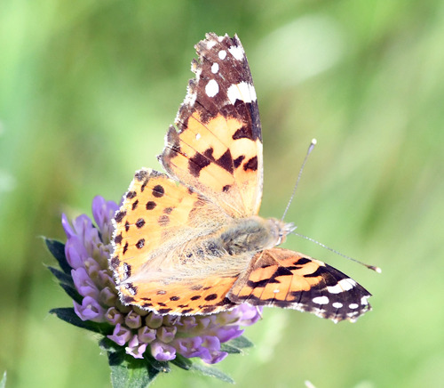 Painted Lady