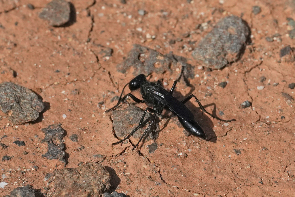 Mud Wasp