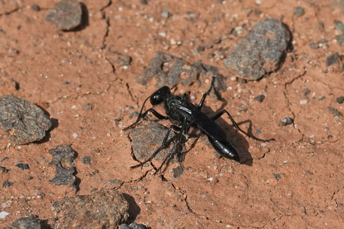 Mud Wasp