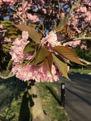 Prunus serrulata