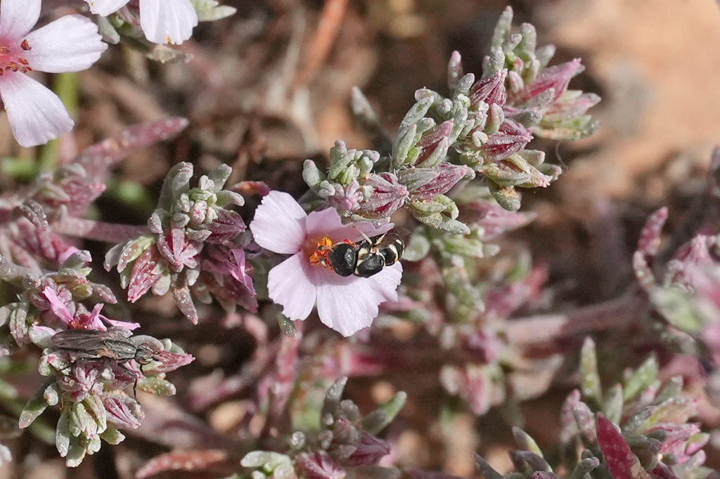 Quartinia canariensis