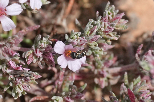 Quartinia canariensis