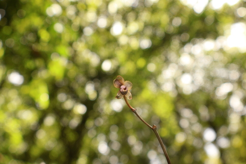 Lecanorchis virella iNat (3)