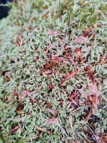 Brachythecium tommasinii, 2026-06-01