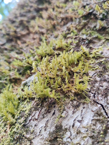 Neckera pumila observed 2026-06-01