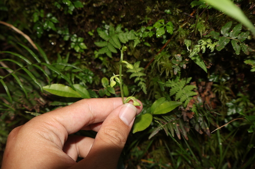 Platanthera ophrydioides iNat (1)