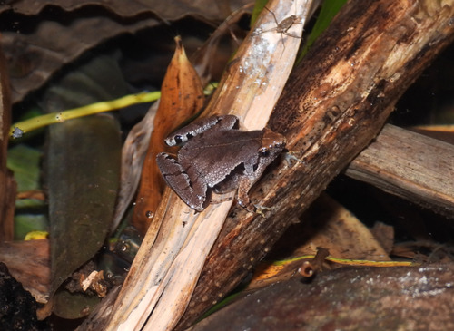 Microhyla achatina