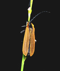 Trichalus ampliatus