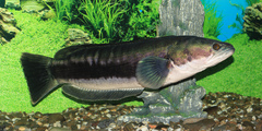 Giant Snakehead photo 4