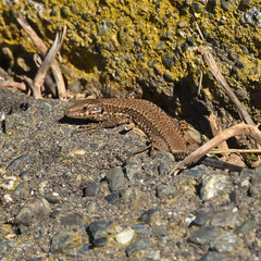 Podarcis muralis maculiventris