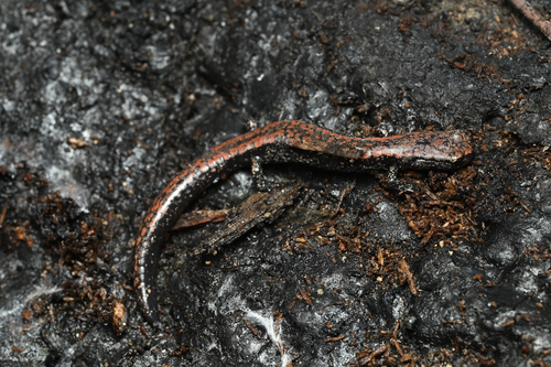Kern Plateau Salamander, Batrachoseps robustus