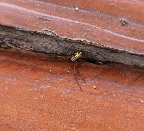 Bordered Orbweaver