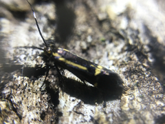 Esperia sulphurella
