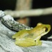 Fowler's Snouted Tree Frog - Photo (c) John G. Phillips, some rights reserved (CC BY-NC), uploaded by John G. Phillips