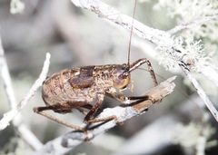 Nesoecia cooksonii