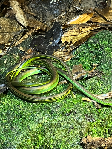 Elegant Bronzeback