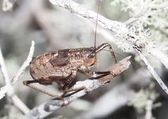 Nesoecia cooksonii