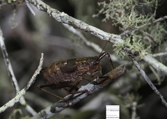 Nesoecia cooksonii