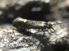 Esperia sulphurella