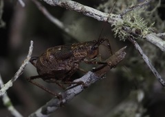 Nesoecia cooksonii